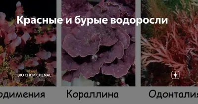 Фотографии красных водорослей: взгляд на уникальную морскую растительность