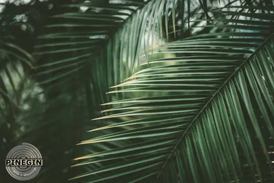 Картинки листьев пальмы  фото