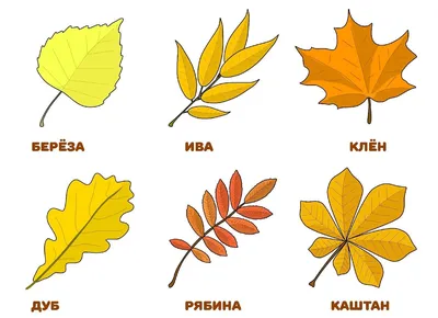 Картинки листьев разных деревьев  фото