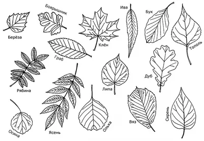 Фото листьев разных деревьев для проектов