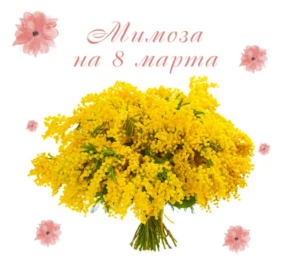 Фото мимоза 8 марта - скачать бесплатно в формате JPG, PNG, WebP