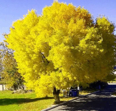 Яркие фото мимоз, чтобы отметить 8 марта