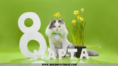 Фотографии мужчин, которые поздравляют с 8 марта