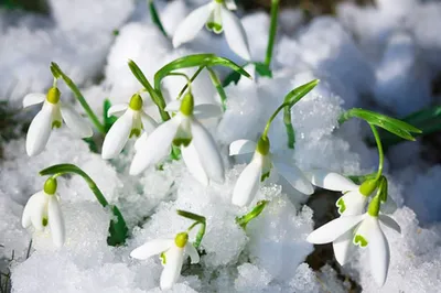 Весенние фотографии: встреча с яркостью