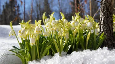 Новые изображения весеннего заката