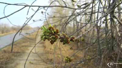 Фотографии природы весной