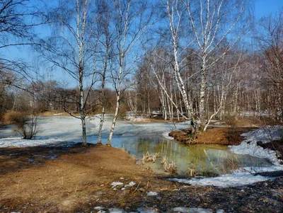 Фото весны с яркими цветами