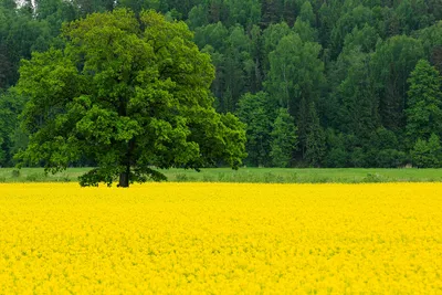 Фотографии весны с расцветающими цветами