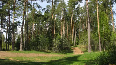 Фото весны с лучами солнца