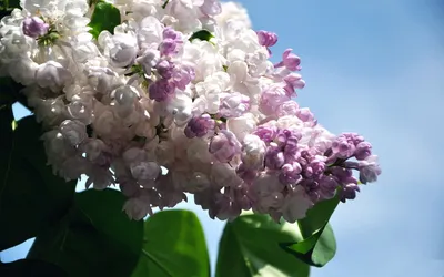 [89+] Картинки на рабочий стол весна сирень фото