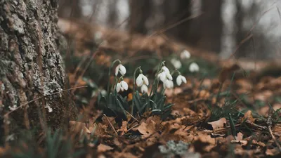 Фотографии, которые вдохновляют на первый день весны.