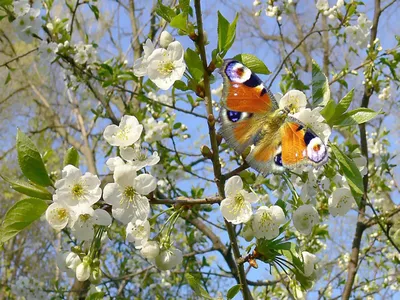 Картинки на тему весна  фото