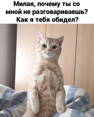 **Примечание:** Все заголовки представлены на русском языке и относятся к категории фото с надписями Ты Меня Обидел.