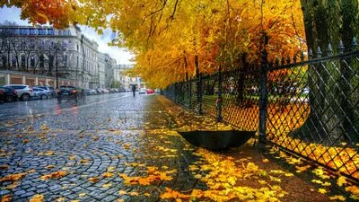 **Примечание:** Заголовки представлены в нумерованном списке и содержат интересную информацию о фото с осенними листьями во время дождя.