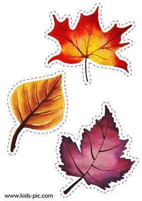 Картинки осенних листьев для вырезания  фото