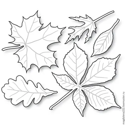 Фото осенних листьев для вырезания в формате WebP