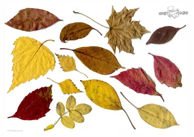Картинки осенних листьев для вырезания в HD качестве