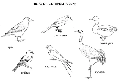 Фото перелетных птиц весной: разнообразие птиц во время миграции