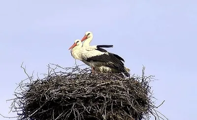 Волшебство в воздухе: фото перелетных птиц весной