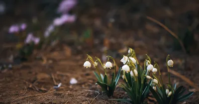 Великолепие первоцветов на фотографиях