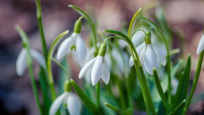 Весенние первоцветы: фото, которые оживляют душу