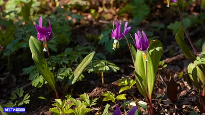 Первоцветы весной: фото, которые радуют сердце