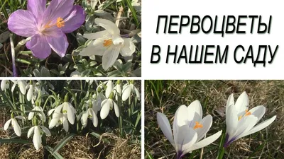 Фотографии весенних первоцветов в Full HD