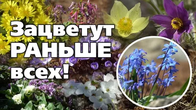 Фото первоцветов весны в HD качестве для скачивания