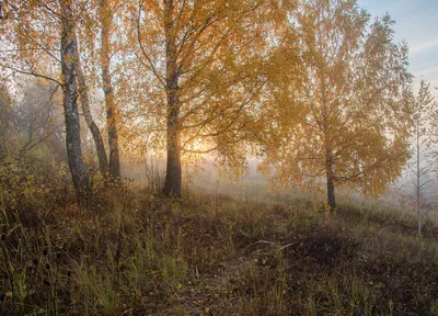 Осеннее утро: красота природы на фотографиях