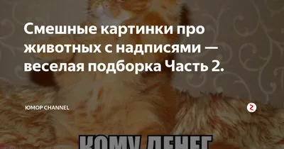 Картинки с животными и надписями: скачать бесплатно в хорошем качестве