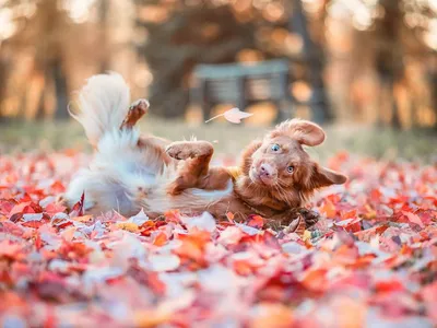 Фотографии, чтобы улыбнуться с животными и надписями