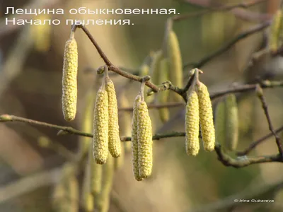 Фотографии, которые погружают в атмосферу весны