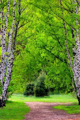 Весенние краски природы на фотографиях