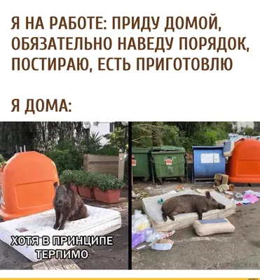 Ленивец на фото смешной