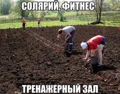 Новые смешные фотографии огорода: скачать бесплатно в форматах JPG, PNG, WebP