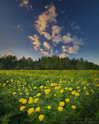 Весенние красоты: захватывающие фотографии природы