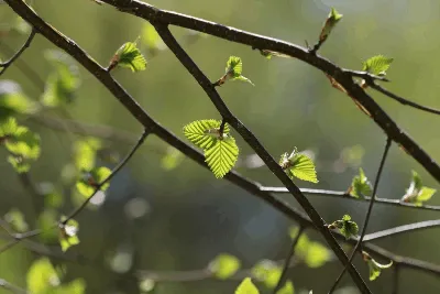 Удивительные фото пробуждения весны