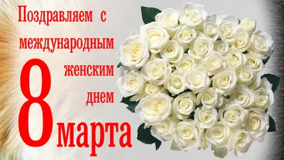 Коты поздравляют с 8 марта!