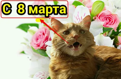 Коты и веселье 8 марта