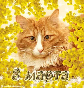 Коты и праздник 8 марта