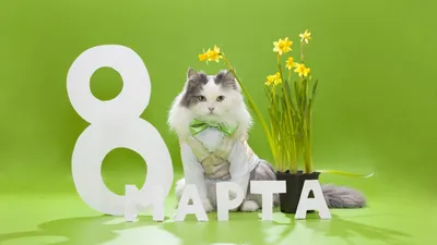 Фото с котятами на 8 марта: скачать в формате PNG