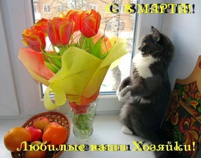 Котята отмечают 8 марта: фотоотчёт