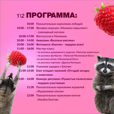 Фотки с енотом в формате png