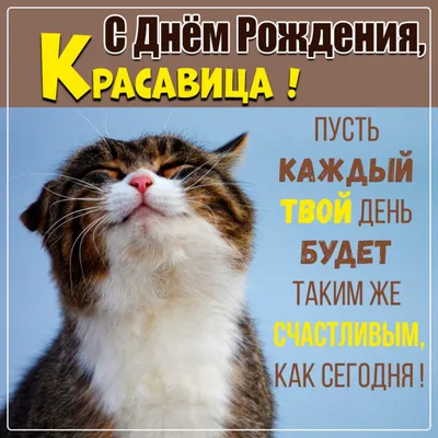 Фото с котами - лучший подарок на День Рождения!