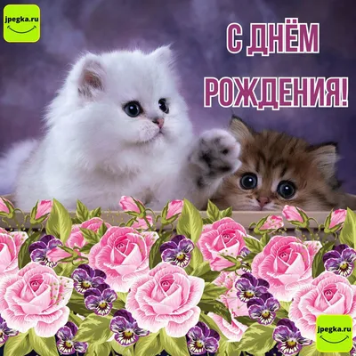 Новые фото с котиками для поздравлений с Днем Рождения