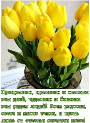 Фото с Днем Рождения Желтые Тюльпаны - выберите размер и формат изображения