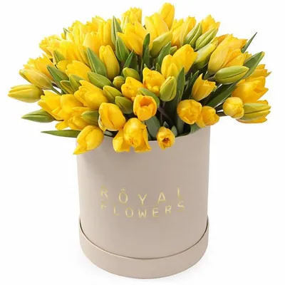 Желтые тюльпаны на фото: воплощение праздника