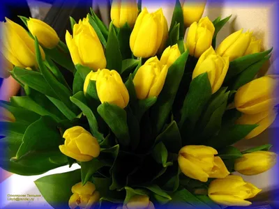 Желтые тюльпаны на фото: воплощение тепла и света