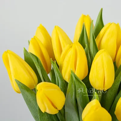 Фотографии с Днем Рождения и желтыми тюльпанами: моменты счастья