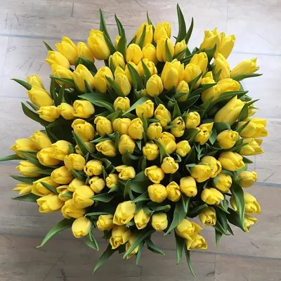 Желтые тюльпаны на фото: цветы, наполненные радостью